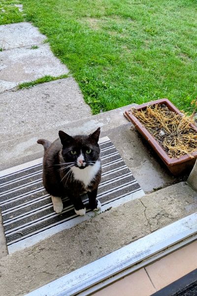 Auf dem Treppenabsatz vor der Haustür sitzt ein schwarz-weißer Kater und wartet auf sein Frühstück.