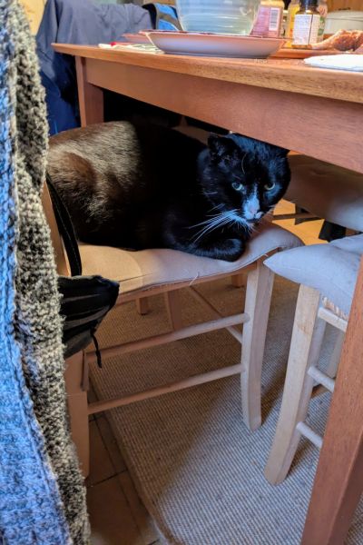 Auf einem Küchenstuhl sitzt ein schwarz-weißer Kater.