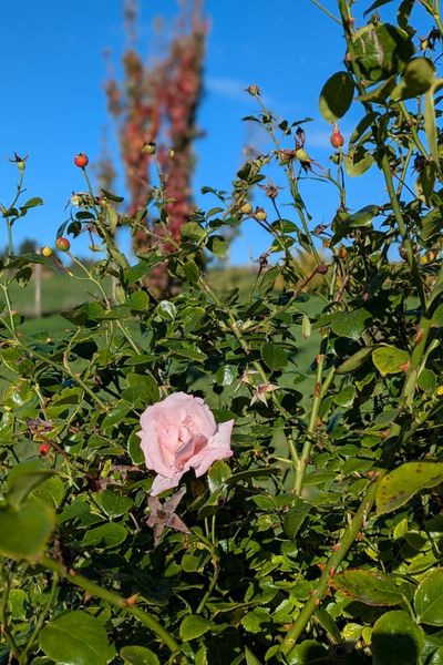 Eine Rose in zartem Rosa blüht an einem Rankgerüst. Es sind die letzten Blüten vor den Frösten.