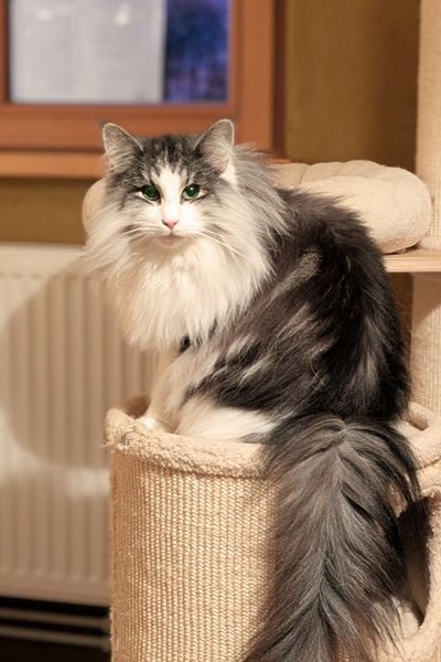 Eine Norwegische Waldkatze in Silber-weiß sitzt auf einer Kratztonne. Ihr Schwanz hängt herunter, sie schaut mit ihren grünen Augen direkt in die Kamera.