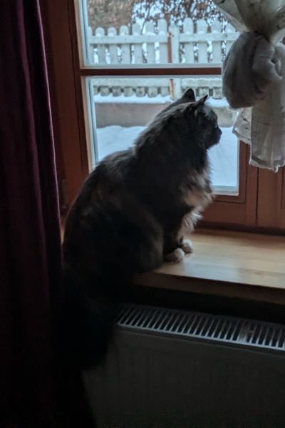 Eine dreifarbige Britische Langhaar-Katze sitzt seitlich auf einem Fensterbrett und schaut in die verschneite Landschaft hinaus.