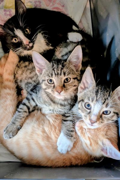 Vier Kater, 12 Wochen alt, liegen zusammen und übereinander und ruhen sich aus.