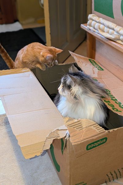 Eine silber-weiße Norwegische Waldkatze sitzt in einem Karton. Ein roter kleiner Kater schaut neugierig hinein.
