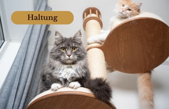 Zwei Maine Coons sitzen auf einem Kratzbaum und schauen skeptisch herunter. Bild für die Kategorie "Haltung".