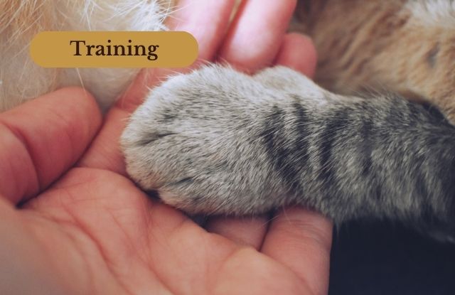 Eine Pfote einer grau getigerten Katze liegt in der Hand eines Menschen. Bild für die Kategorie "Training".