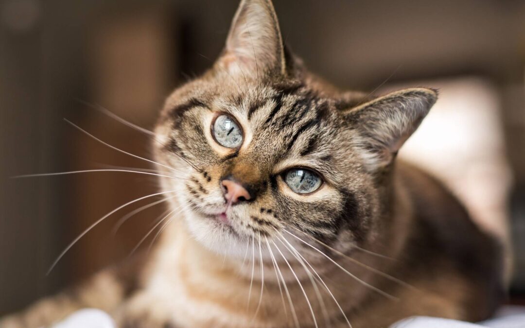 10 Gründe, warum ich Katzen respektiere und bewundere – Teil 1: Innere Stärke, Sanftmut & Selbstvertrauen