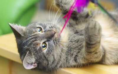 10 Gründe, warum ich Katzen respektiere und bewundere – Teil 2: Lebensfreude, Haltung & Mut