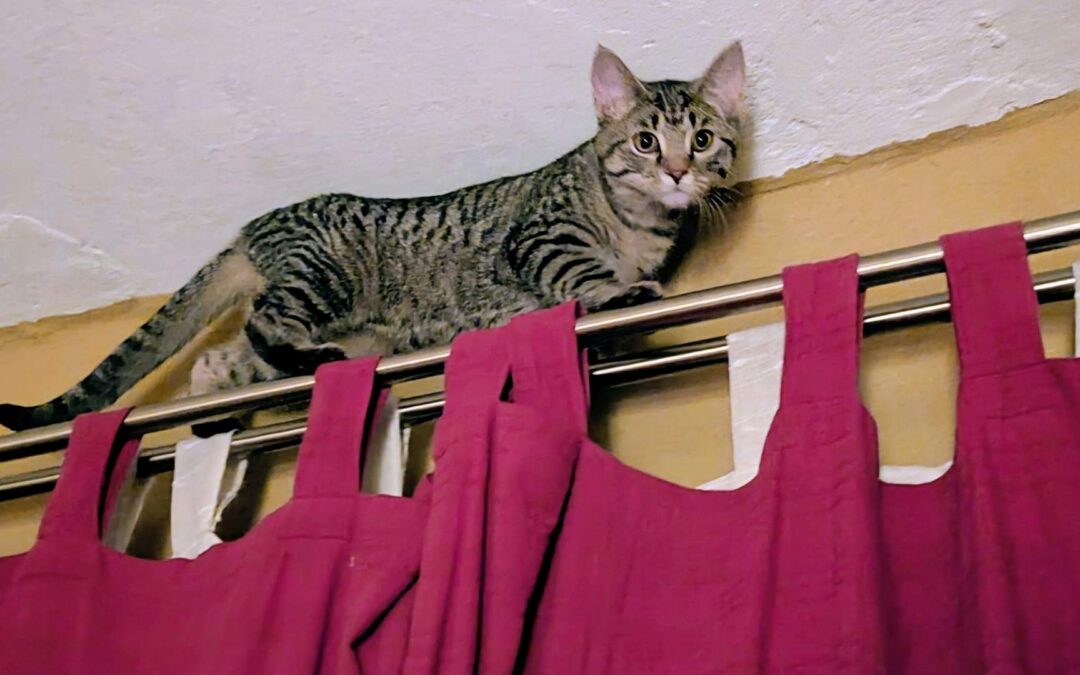 CatSport™ – Der erste Teamsport für Familienkatzen