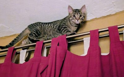 CatSport™ – Der erste Teamsport für Familienkatzen