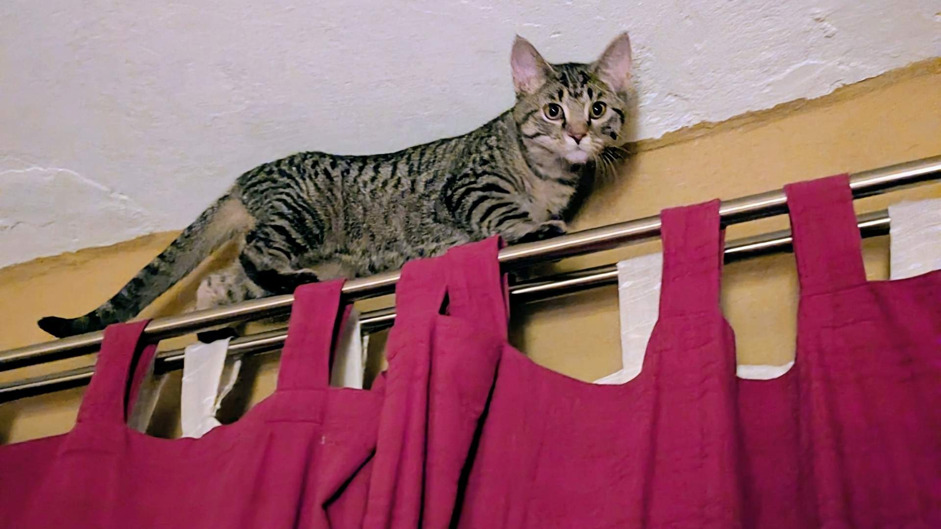 Blog-Bild-Aprilscherz-2026 Eine grau getigerte Katze balanciert auf einer doppelten Gardinenstange. Auf der hinteren Stange hängt eine weiße Gardine, auf der vorderen Stange hängt ein roter Vorhang. Die Katze schaut direkt in die Kamera.