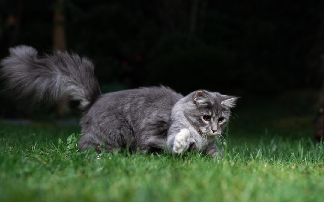 Die Katze lässt das Mausen nicht… (Teil 3): wichtige Jagdmethoden erklärt