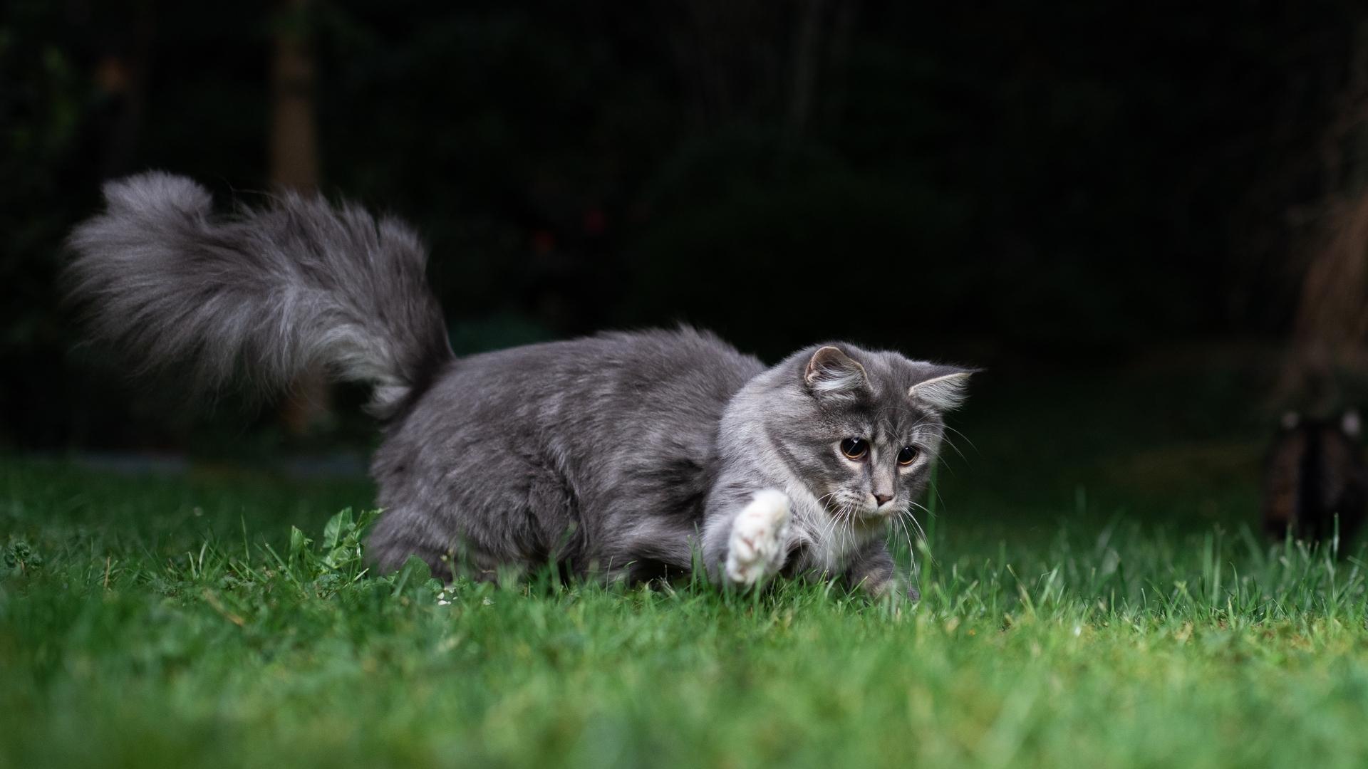 Blog-Bild-Jagdmethode-Juli-2025