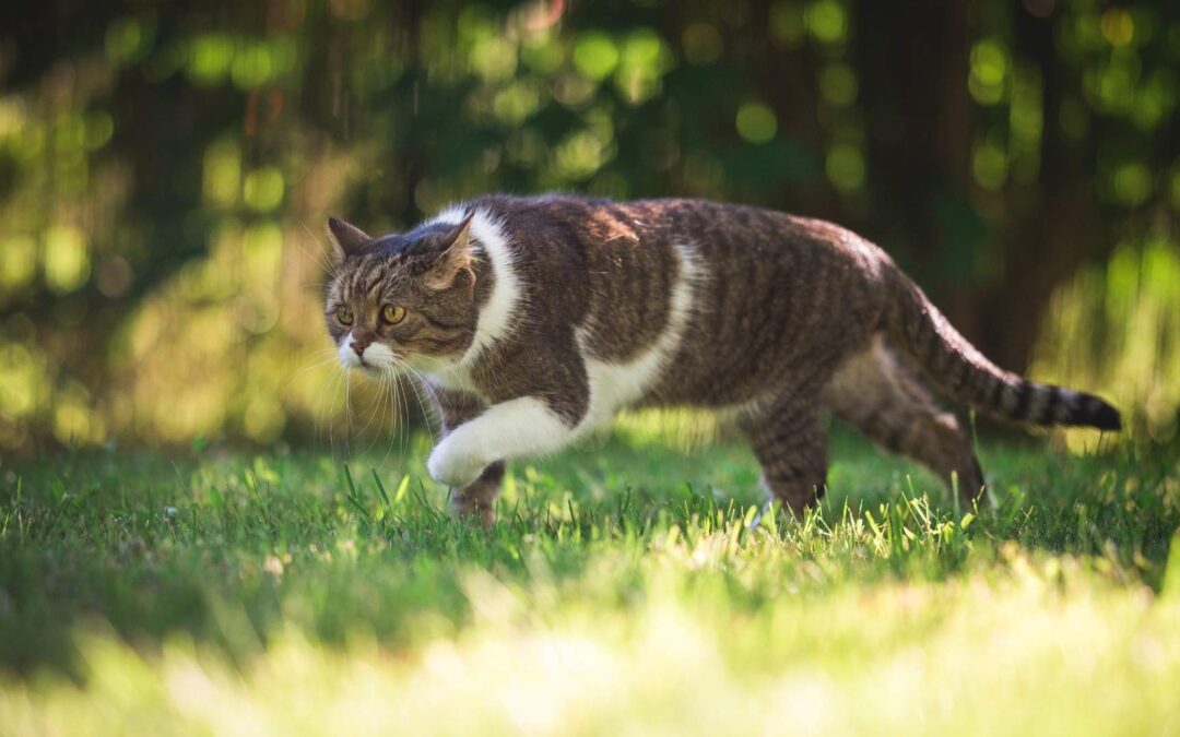 Die Katze lässt das Mausen nicht… (Teil 2): wichtige Jagdstrategien erklärt