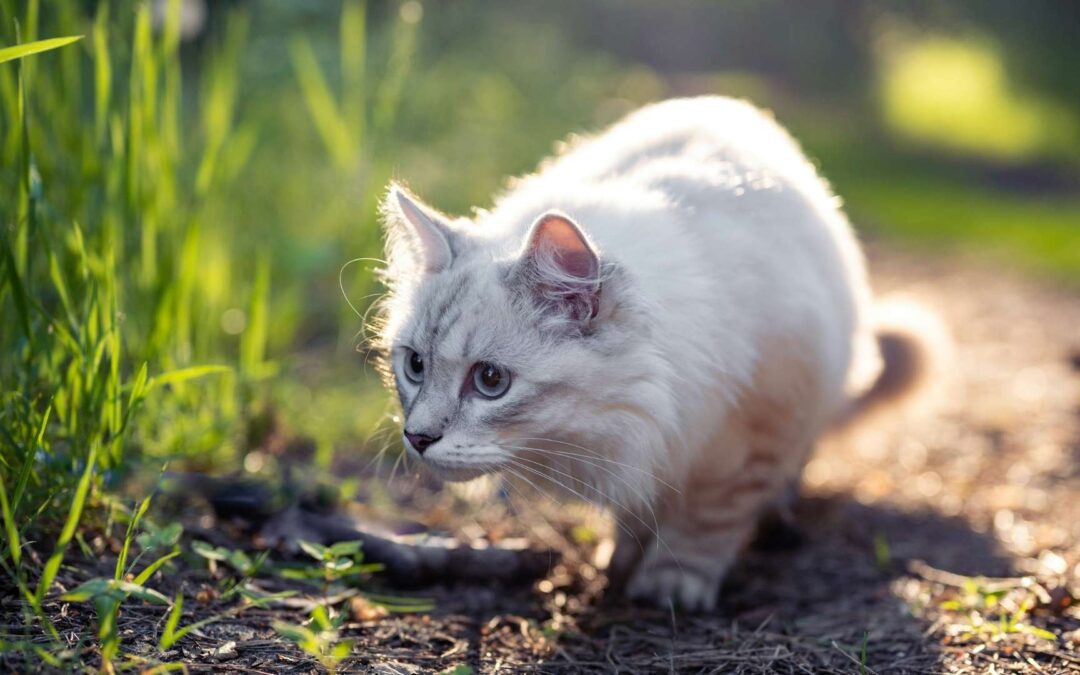 Die Katze lässt das Mausen nicht… (Teil 1)