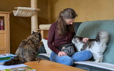 Was ist Katzentraining und warum ist es gerade heute für Deine Katze und Dich so wichtig?