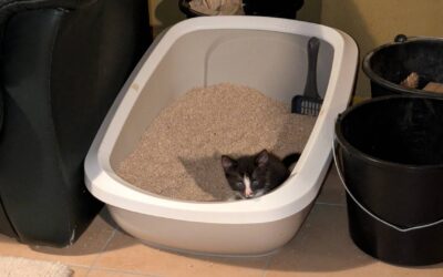 Unsauberkeit bei Katzen: Der komplette Leitfaden zu Urin- & Kotproblemen (Ursachen, Diagnostik, Lösungen)