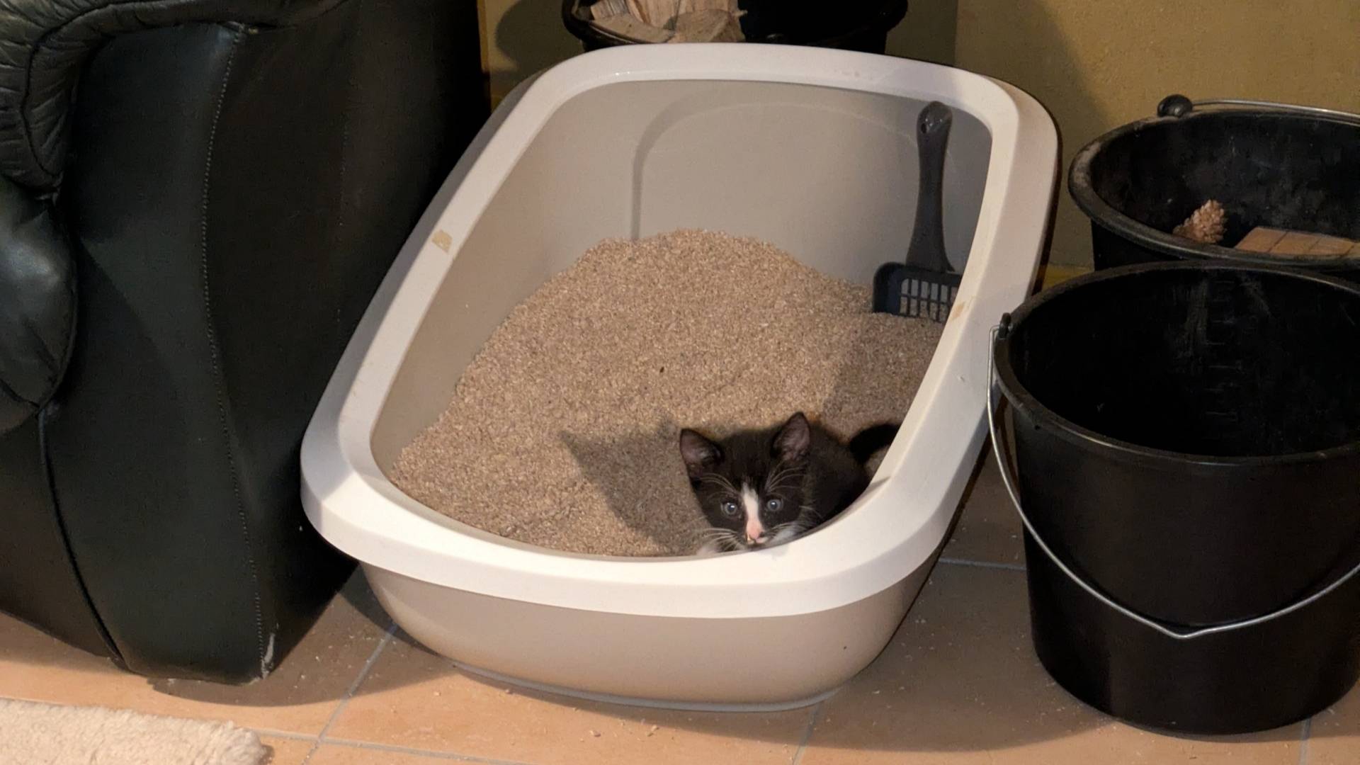 Blog-Bild-Unsauberkeit-Cornerstone-Januar-2026 Ein 7 Wochen alter Kater in schwarz-weiß sitzt in einer großen Jumbo-Toilette. Die Toilette ist mit Holzstreu befüllt. in der Ecke hinten rechts ist die Streuschaufel eingesteckt. Die Toilette steht neben einem dunkelgrünem Ledersofa links und rechts stehen zwei Eimer mit Holzspalten und Tannenzapfen.