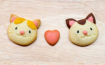 Weltkatzentag bewusst feiern: 8 Ideen für mehr Nähe, Spiel und Entspannung Deiner Katze