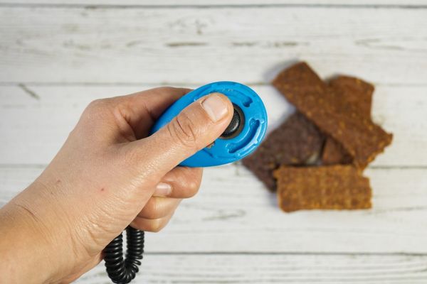 Jemand hält einen blauen Clicker in der Hand, im Hintergrund sind Leckerlistreifen auf einem weißen Holztische zu sehen.