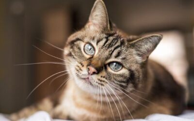 10 Gründe, warum ich Katzen bewundere – Teil 1: Innere Stärke, Sanftmut & Selbstvertrauen