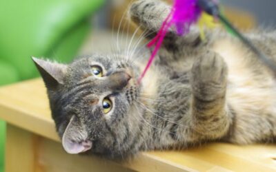 10 Gründe, warum ich Katzen bewundere – Teil 2: Lebensfreude, Haltung & Mut