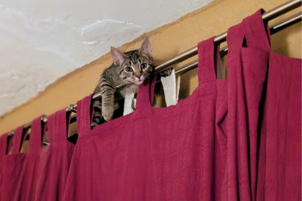 Eine grau getigerte Katze balanciert auf einer doppelten Gardinenstange. Auf der hinteren Stange hängt eine weiße Gardine, auf der vorderen Stange hängt ein roter Vorhang. Die Katze schaut direkt in die Kamera.