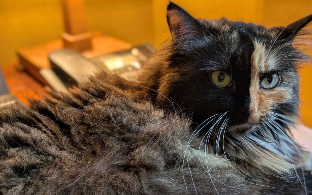 Angstkatze verstehen: Anzeichen, Ursachen & Wege zu mehr Vertrauen