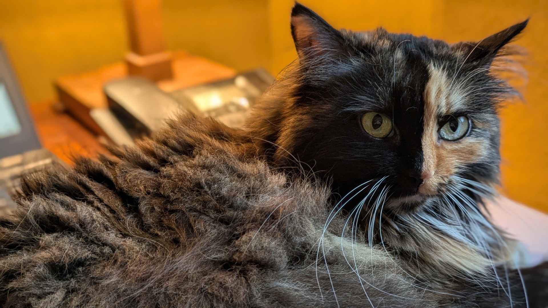 Eine dreifarbige Angstkatze sitzt angespannt auf einem Tisch und blickt misstrauisch – Symbolbild für Katzen mit Angst und Misstrauen.