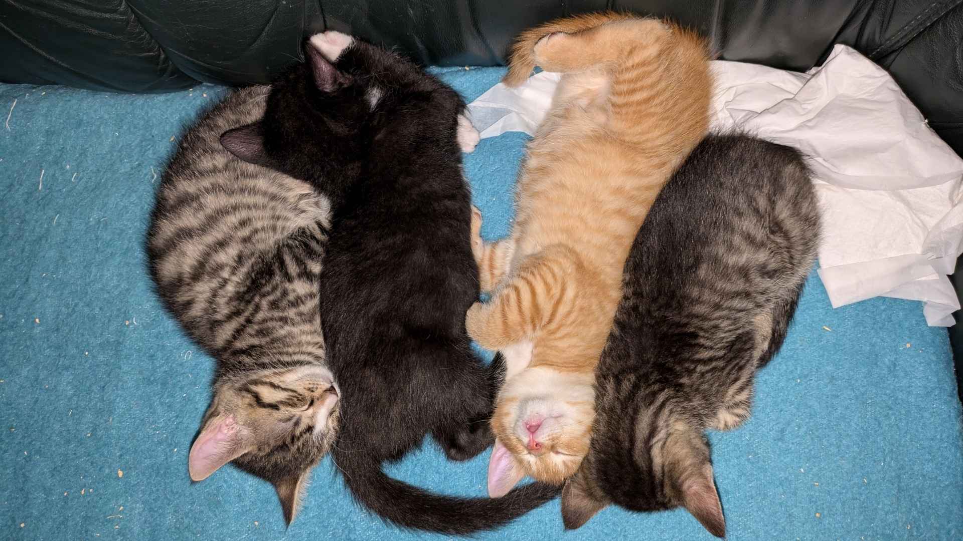 aufruf-zur-blogparade Vier Kätzchen liegen auf einem Sofa: ein grau getigertes, daneben ein schwarz-weißes, dann ein rot getigertes und zuletzt wieder ein grau getigertes. Das schwarz-weiße Kätzchen schaut zur Sofalehne, die anderen Kätzchen schauen mit dem Kopf zur Sofakante.