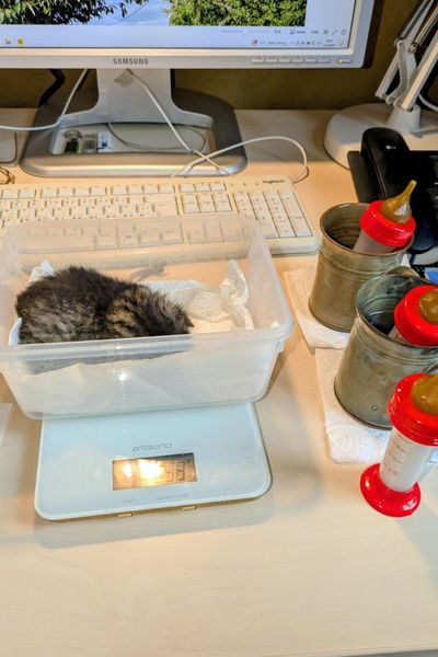 Drei Katzenfläschchen stehen auf einem Schreibtisch, zwei davon in Tassen mit heißem Wasser. Vor den Tassen steht eine Waage mit einem Behälter, darin liegt ein Katzenbaby, das vor der Fütterung gewogen wird, um die Nahrungsaufnahme zu dokumentieren.