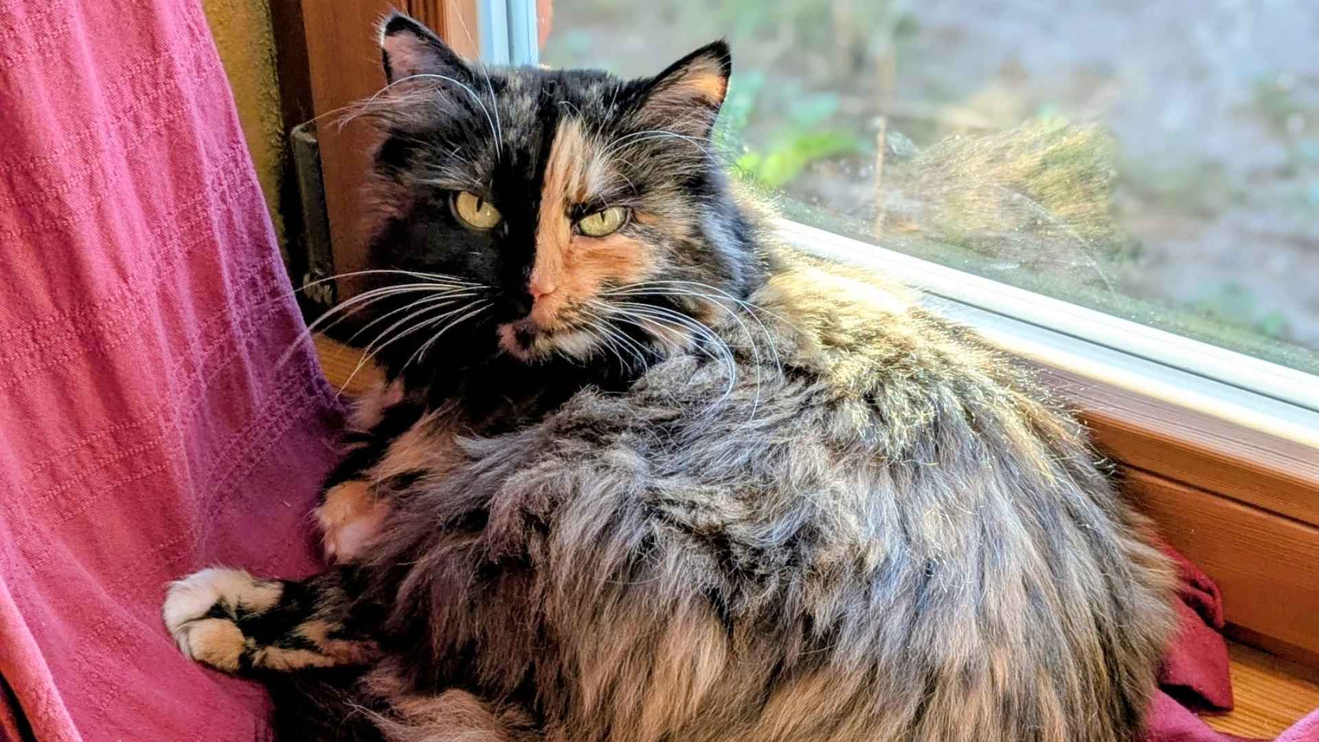 beitragsbild-1-2-3-katze-kind-oktober-2026 Eine dreifarbige Langhaarkatze liegt auf einem Fensterbrett und schaut verschlafen in die Kamera.