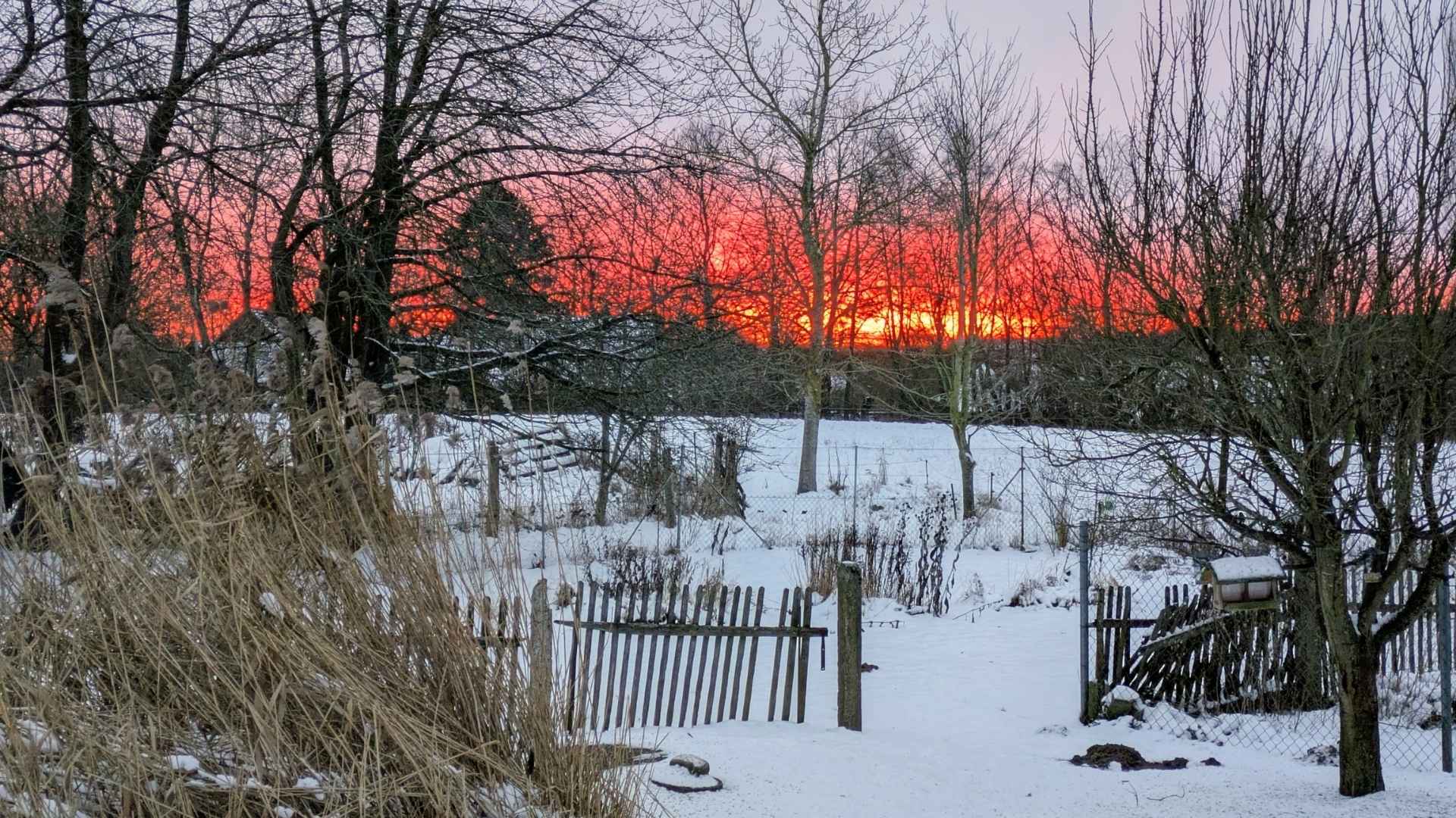 Sonnenaufgang am 12.01.2026: Glutrote Sonne hinter einer schneebedeckten Wiese, die von kahlen Büschen und vereinzelten Bäumen gesäumt ist.