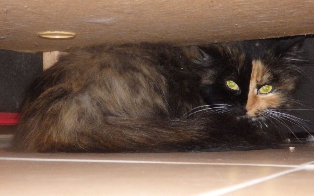Warum hat Deine Katze Angst vor Neuem?