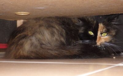 Warum hat Deine Katze Angst vor Neuem?