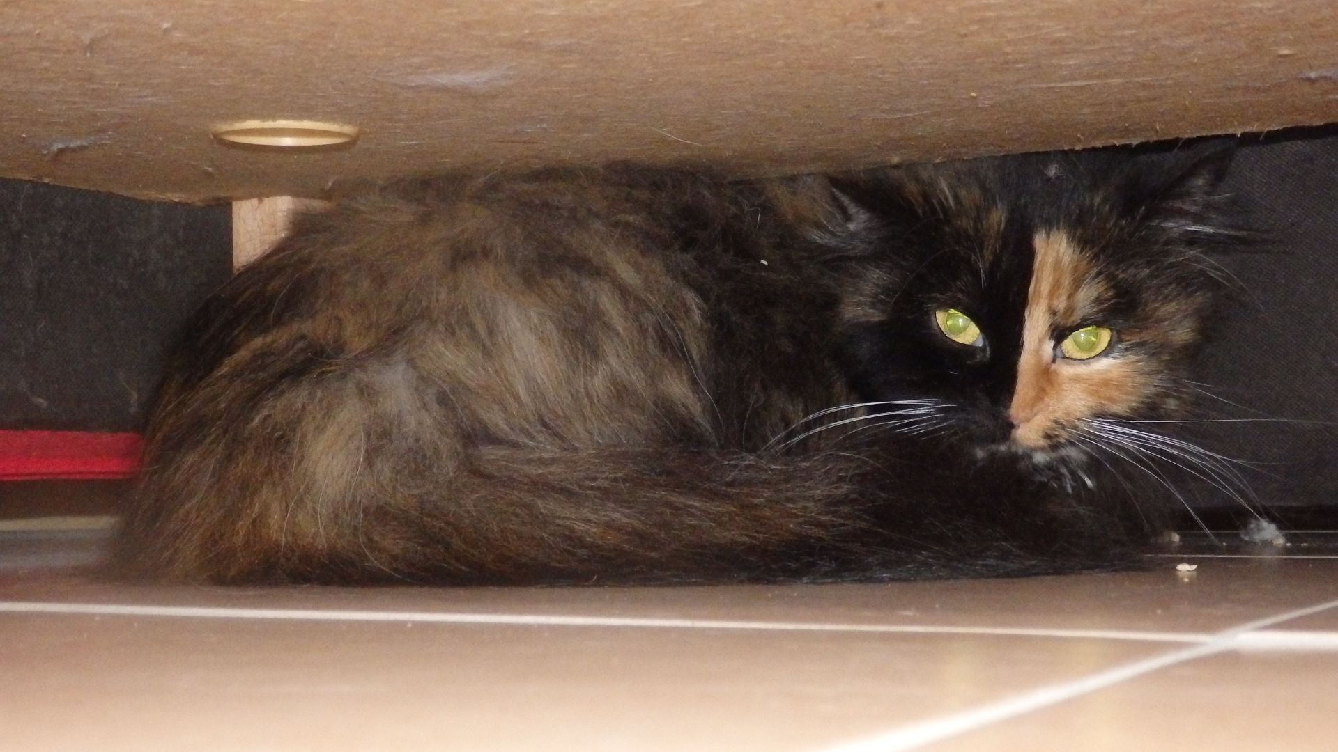 Eine dreifarbige Langhaarkatze kauert sich in die hintere Ecke unter einem Sofa. Ihre Augen sind zu Schlitzen geformt und ihr Schwanz eng um sie gelegt.