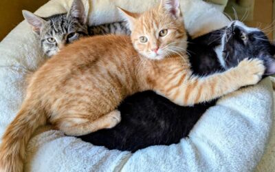 Monatsrückblick Januar 2026: Aufbruchsstimmung und Vorfreude