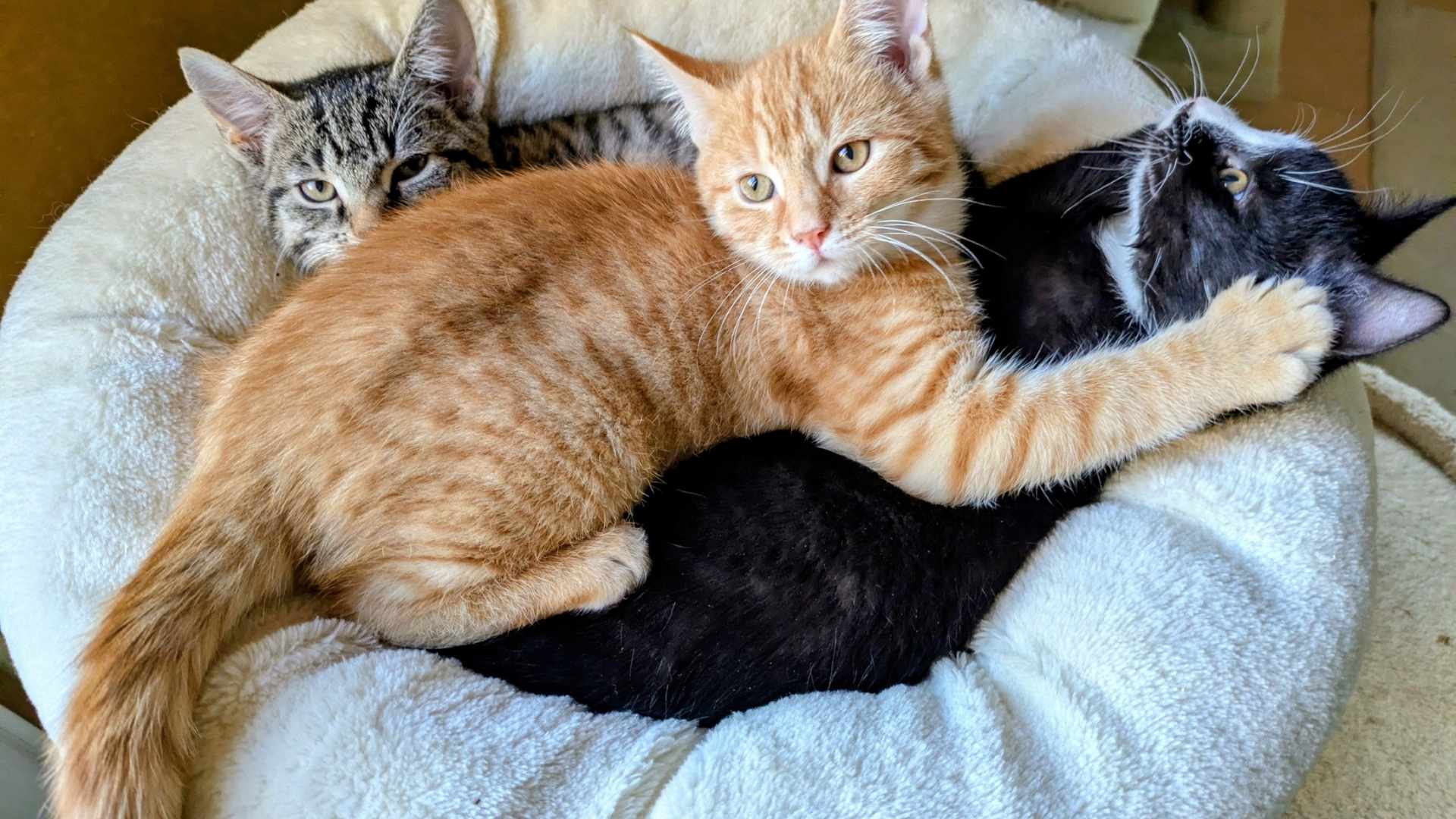 Drei Kitten im Alter von 16 Wochen liegen gemeinsam auf einem cremefarbenen Bettchen einer Kratzsäule. Ein getigertes Kätzchen liegt ganz hinten, davor liegt ein schwarz-weißes Kätzchen und in der Mitte über den beiden liegt ein rot getigertes Kätzchen. Es hält dem schwarz-weißen Kätzchen mit seinen Pfoten die Ohren zu- das schwarz-weiße Kätzchen schaut mit großen Augen nach oben- als würde es nicht glauben können, was es gerade hört.