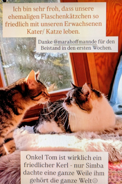 Screenshot einer Story von Instagram, in der jemand sich für meine Beratungshilfe während der Pflege von Fundkätzchen sowie Zusammenführung mit den Stammkatzen bedankt.