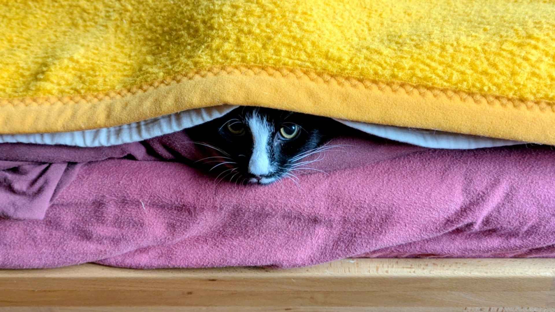 Ein Jungkater von 6 Monaten in Schwarz-Weiß liegt unter einer Decke in Gelb und steckt sein Näschen hervor.