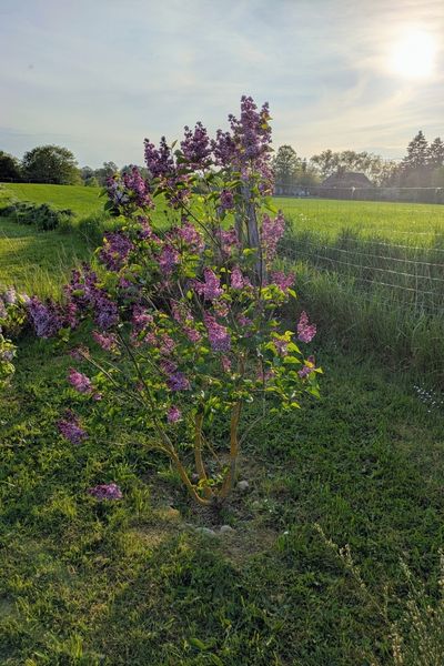 Ein dunkelvioletter Flieder wird von der untergehenden Abendsonne angestrahlt.
