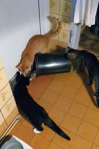Vier junge Katzen spielen mit einem leeren Mülleimer und kullern ihn über alte Küchenfliesen.