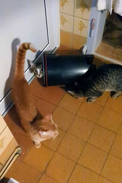 Drei junge Katzen spielen mit einem leeren Mülleimer und kullern ihn über alte Küchenfliesen. Ein Kätzchen ist in den Eimer gekrabbelt und schaut um die Ecke hervor.