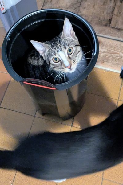 Ein junger Kater sitzt in einem Mülleimer und schaut daraus hervor.