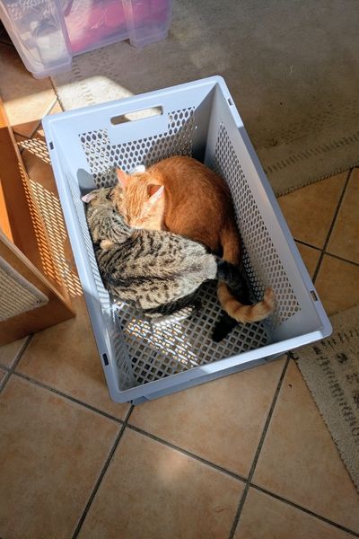Zwei Kater raufen in einer Warenkiste.