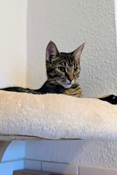 Eine getigerte junge Katze liegt in einem Wandbett und schaut neugierig in die Ferne.