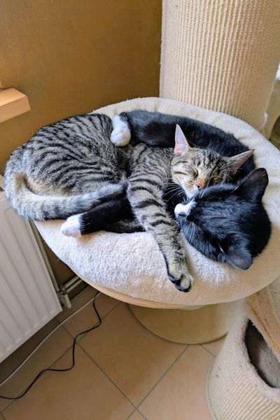 Zwei junge Katzen schlafen in einem Bettchen eines Kratzbaums