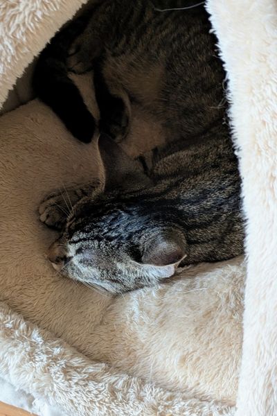 Ein getigertes junges Kätzchen schläft in einem beige farbenen Katzenzelt.