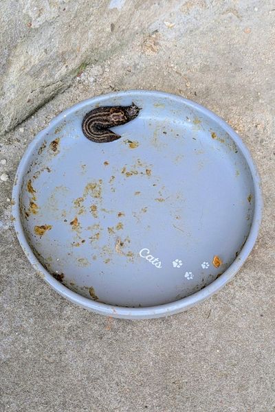 Ein Tigerschnekel liegt in einem großen Katzennapf und scheint die letzten Reste vom Katzenfutter zu schlecken.