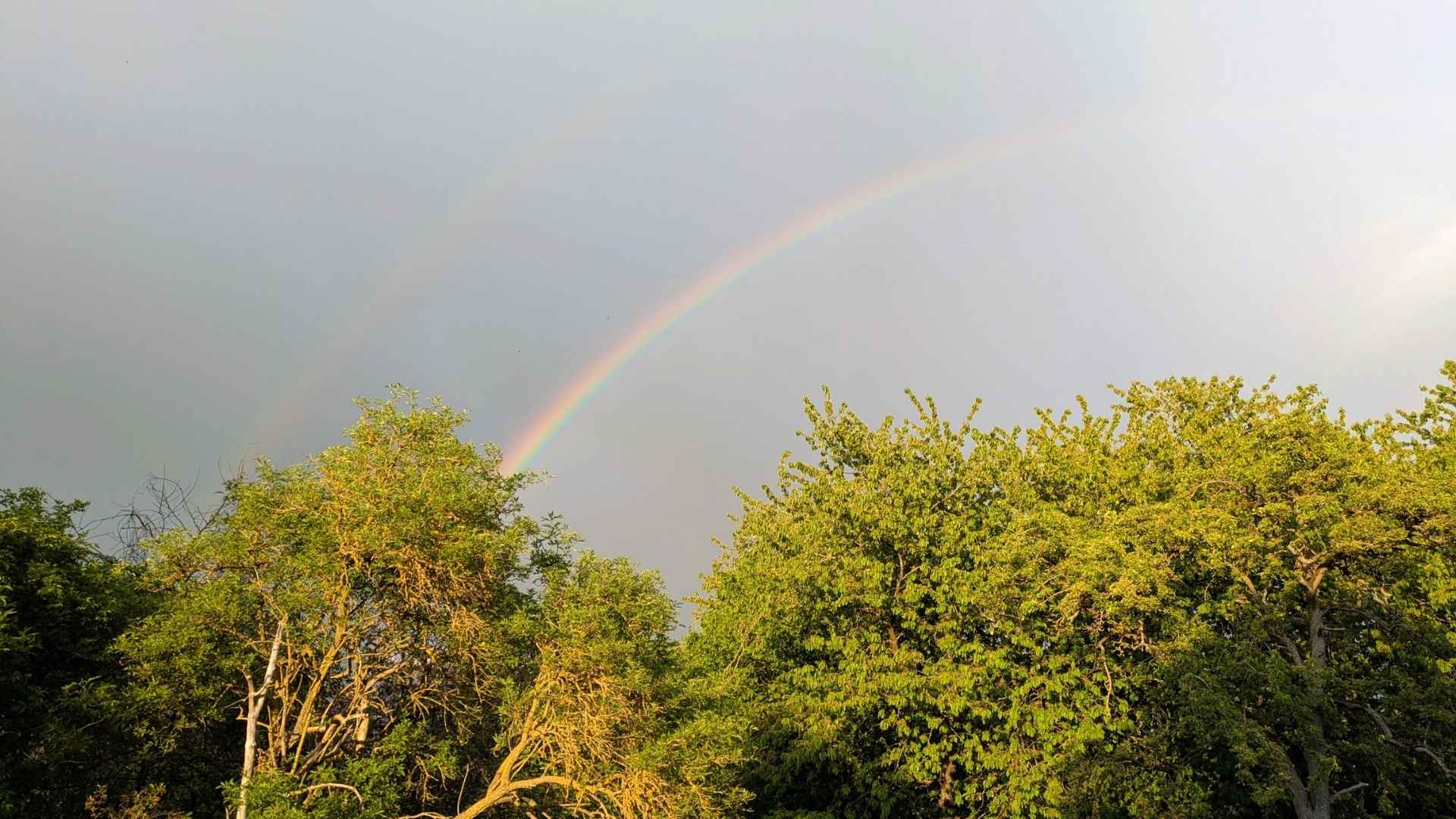 Vor dunkelgrauem Himmel strahlen zwei Regenbögen - der stärker leuchtende strahlt unten, der schwächere liegt leuchtet oberhalb. Im unteren Bereich des Bildes sieht man die Spitzen von Holunderbüschen.