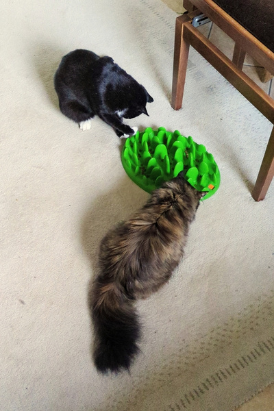 Ein schwarz-weißer Kater und eine dreifarbige Katze sitzen an einem grünen Fummelbrett und pföteln Leckerli heraus.